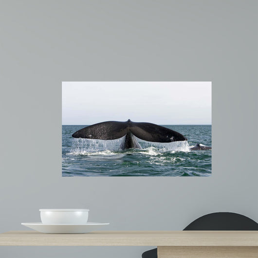 Tail Fluke Southern Right Wall Decal Design 4