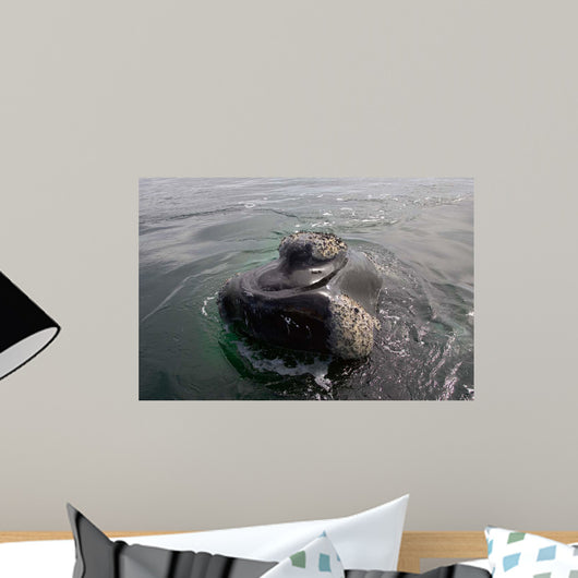 Head Close-up Southern Right Wall Decal