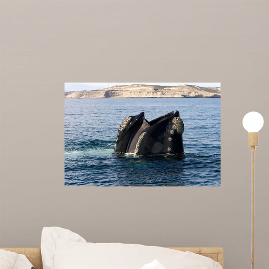 Southern Right Whale with Wall Decal Design 1