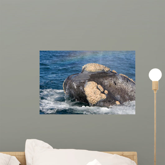 Headshot Southern Right Whale Wall Decal