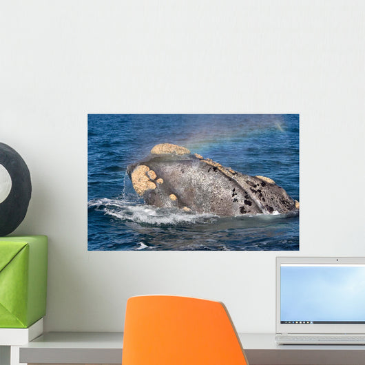 Head Southern Right Whale Wall Decal Design 3