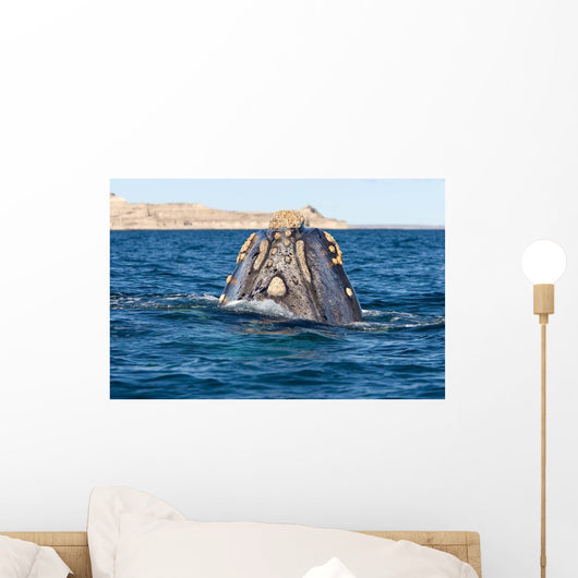 Top Head Seen from Wall Decal