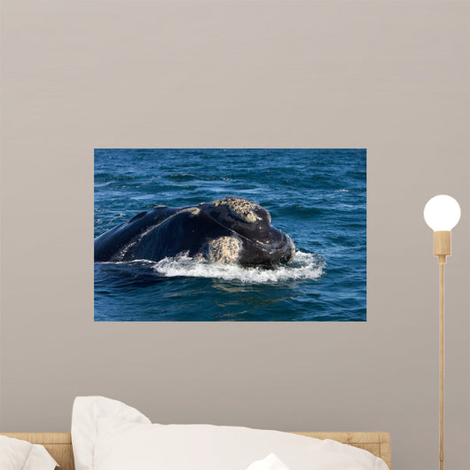 Head Southern Right Whale Wall Decal Design 2