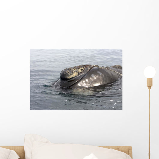 Head Southern Right Whale Wall Decal Design 1