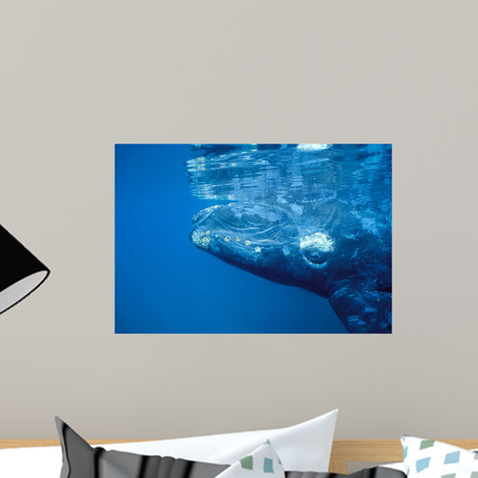 Southern Right Whale Calf Wall Decal Design 1