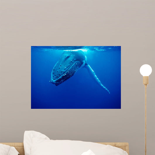 Humpback Whale Tonga Islands Wall Decal Design 2
