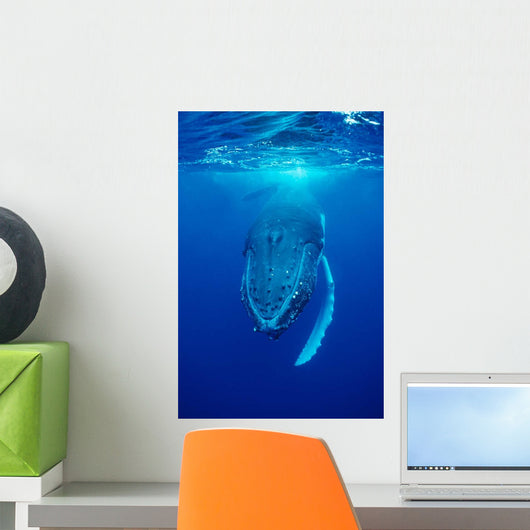 Humpback Whale Megaptera Novaeangliae Wall Decal Design 1
