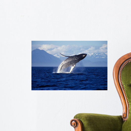 Humpback Whale Breaching inside Wall Decal