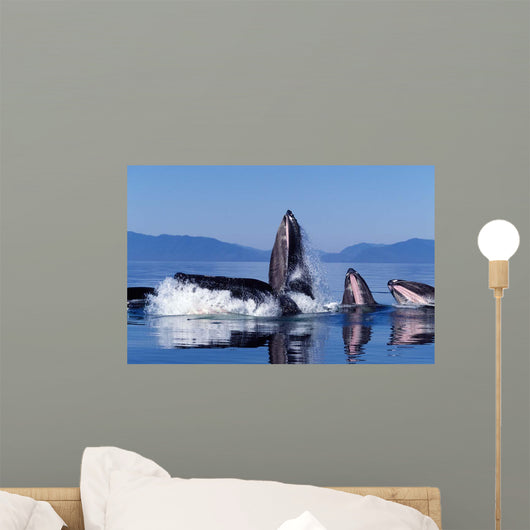 Group Humpback Whale Feeding Wall Decal Design 3