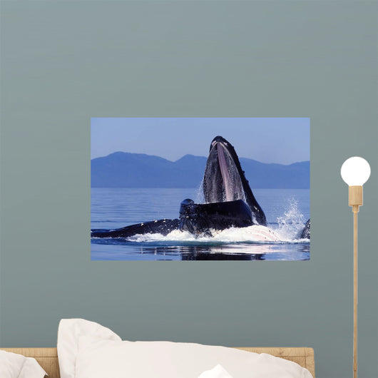 Humpback Whale Feeding from Wall Decal
