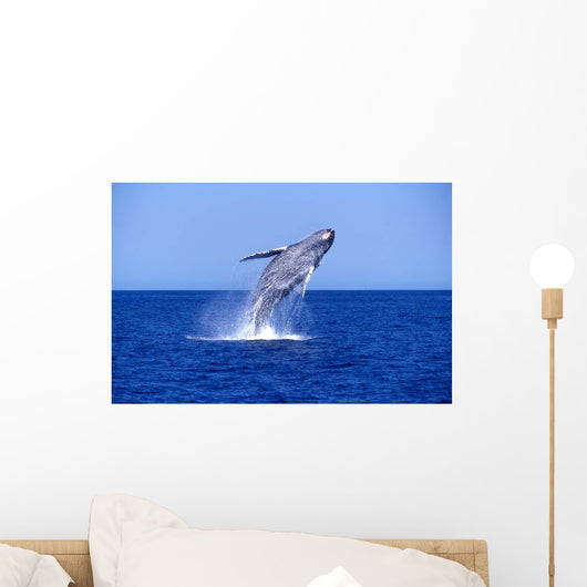 Humpback Whale Breaching Lower Wall Decal