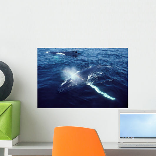 Humpback Whale Resting Gulf Wall Decal Design 2