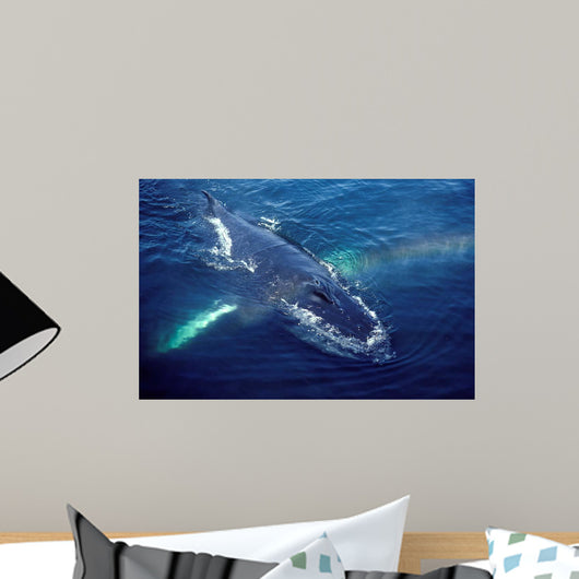 Humpback Whale Resting Gulf Wall Decal Design 1