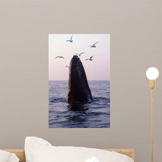 Humpback Whale Gulf Maine Wall Decal
