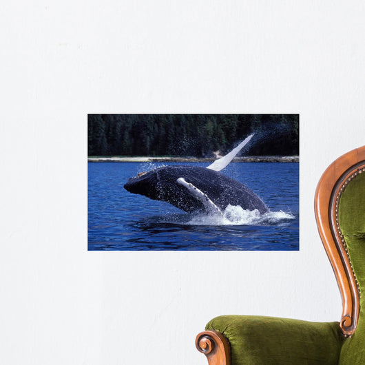 Humpback Whale Calf Breaching Wall Decal