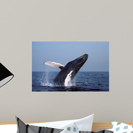 Humpback Whale Breaching Gulf Wall Decal