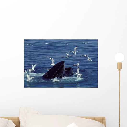 Humpback Whale Feeding Gulf Wall Decal