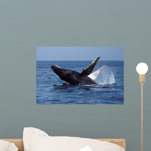 Humpback Whale Breaching Mexico Wall Decal