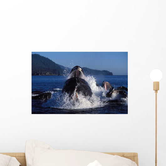 Group Humpback Whale Feeding Wall Decal Design 2