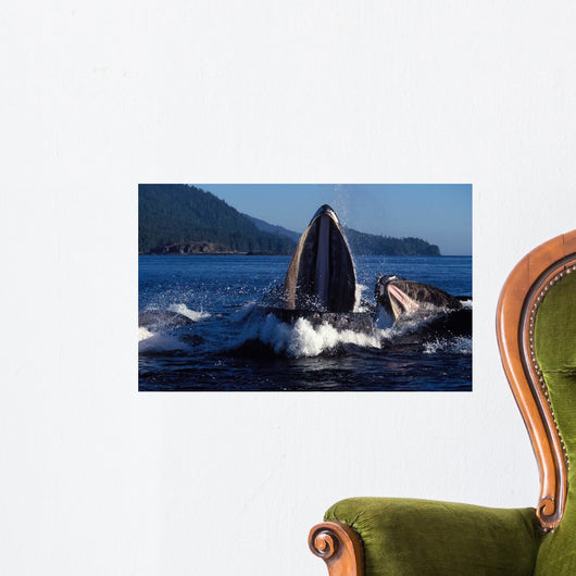 Group Humpback Whale Feeding Wall Decal Design 1