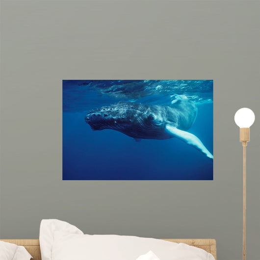 Humpback Whale Calf Silver Wall Decal