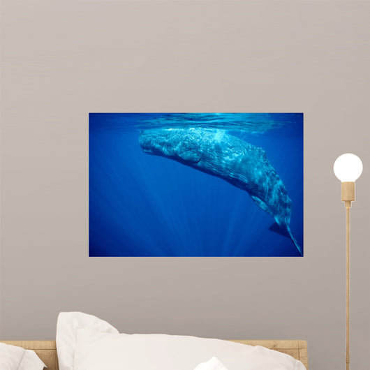 Sperm Whale Azores Islands Wall Decal Design 2