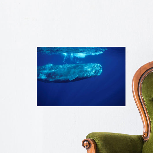 Sperm Whale Azores Islands Wall Decal Design 1