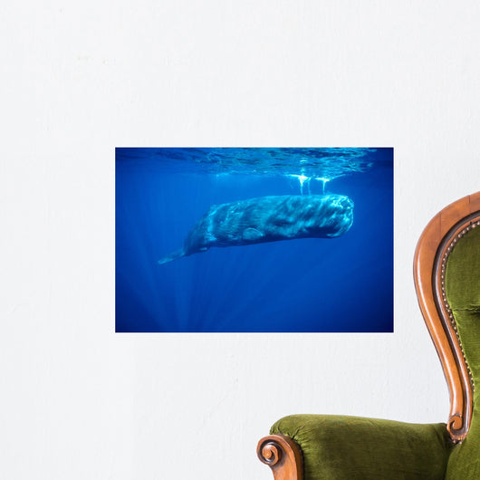 Sperm Whale Photographed off Wall Decal Design 4