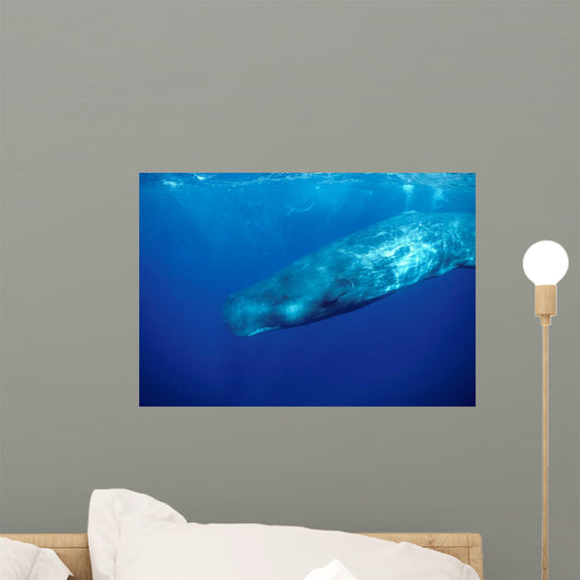 Sperm Whale Photographed off Wall Decal Design 3