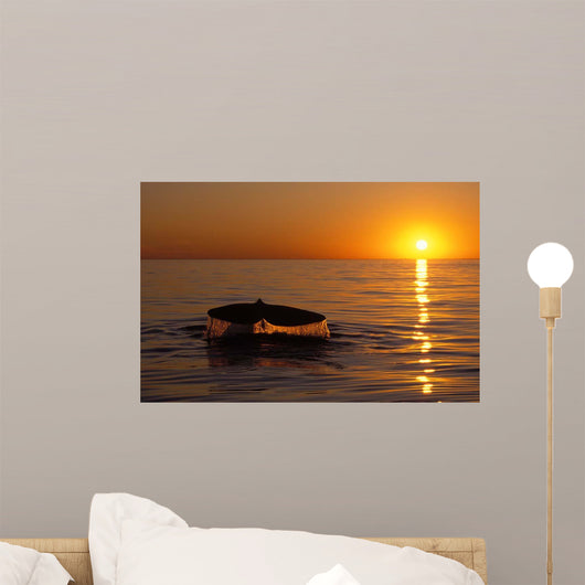 Northern Right Whale Sunset Wall Decal Design 1
