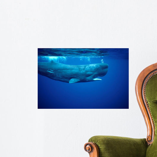 Sperm Whale Photographed off Wall Decal Design 2