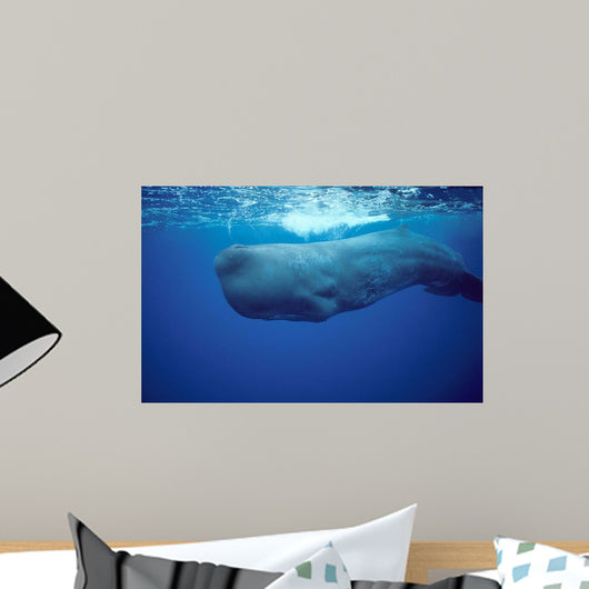 Sperm Whale Photographed off Wall Decal Design 1