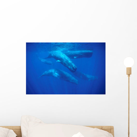 Group Sperm Whale Swimming Wall Decal Design 2