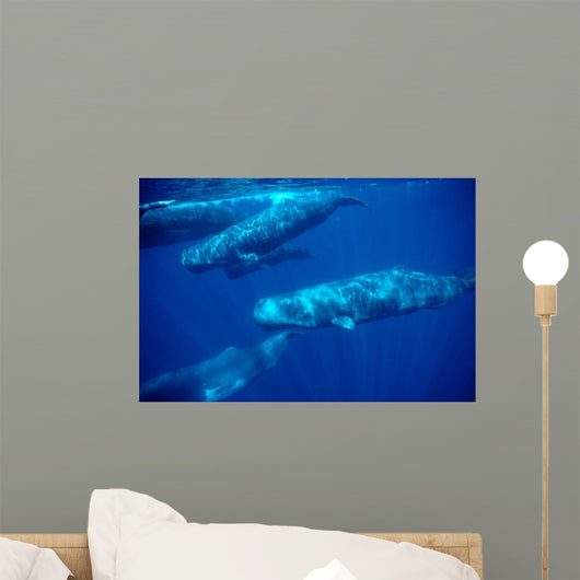 Group Sperm Whale Swimming Wall Decal Design 1