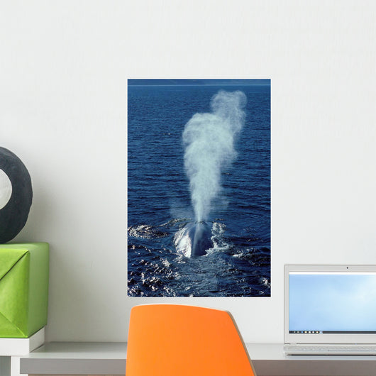 Blue Whale Photographed Gulf Wall Decal Design 2
