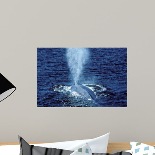 Blue Whale Photographed Gulf Wall Decal Design 1