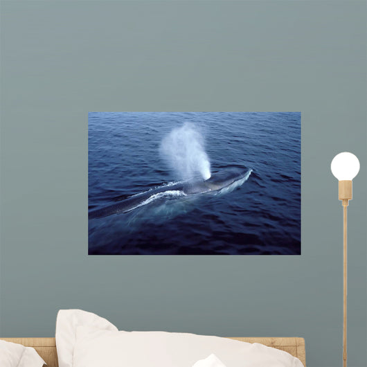Fin Whale Gulf Maine Wall Decal