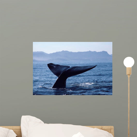 Tail Fluke Blue Whale Wall Decal Design 1