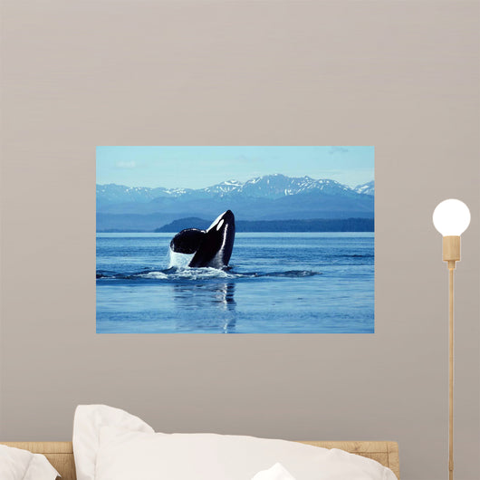 Male Killer Whale Breaching Wall Decal