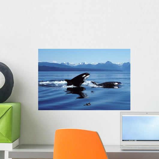 Killer Whales Breaching Icy Wall Decal