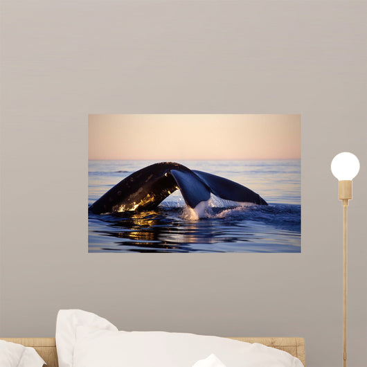 Northern Right Whale Late Wall Decal
