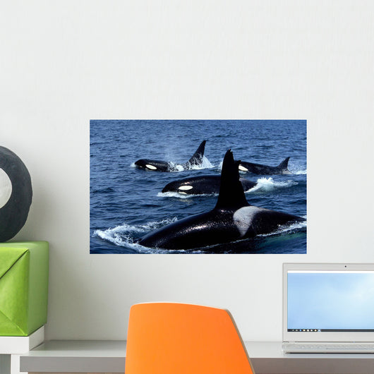 Pod Transient Killer Whales Wall Decal