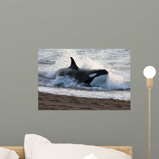 Killer Whale Hunting South Wall Decal