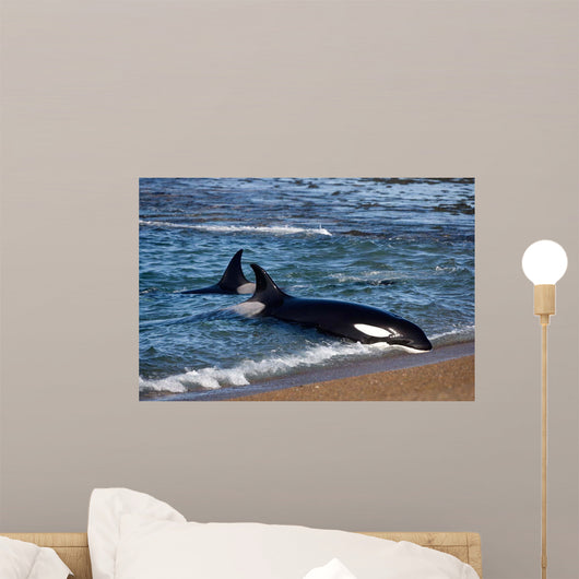 Killer Whale Practicing Intentional Wall Decal