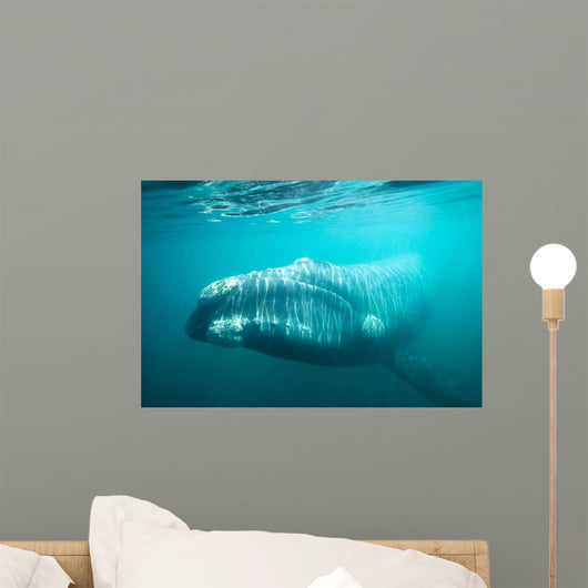 Southern Right Whale Swimming Wall Decal