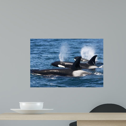 Group Transient Killer Whales Wall Decal Design 2