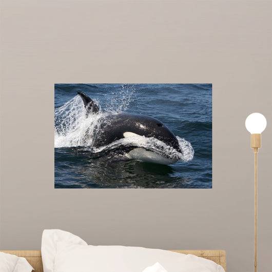 Transient Killer Whale Leaping Wall Decal Design 4