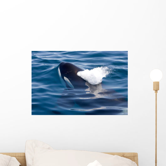 Transient Killer Whale Exhales Wall Decal