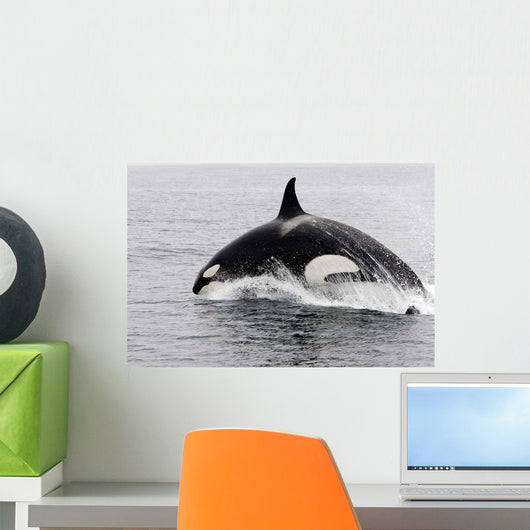 Transient Killer Whale Leaping Wall Decal Design 3