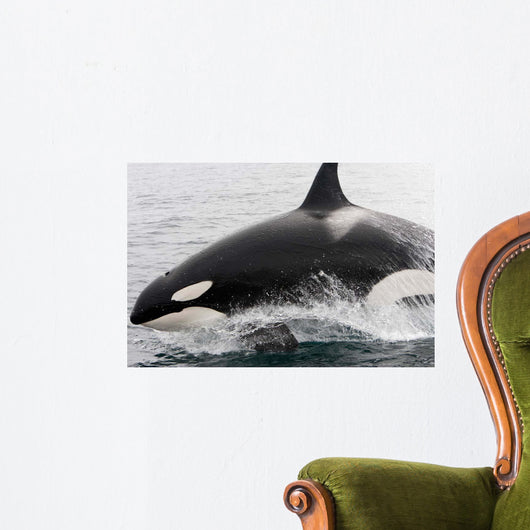 Transient Killer Whale Leaping Wall Decal Design 2